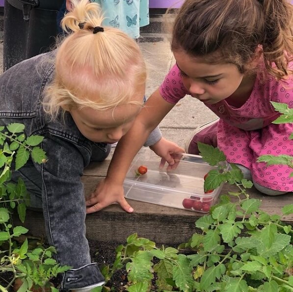 Tomatenplukken uit de moestuin op de BSO
